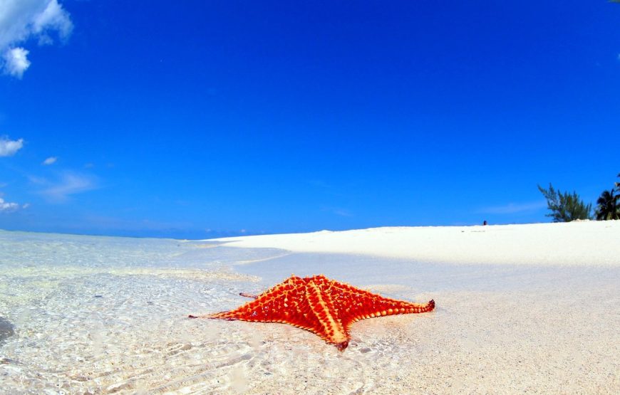 Starfish Point Excursion–A Hidden Gem of Grand Cayman