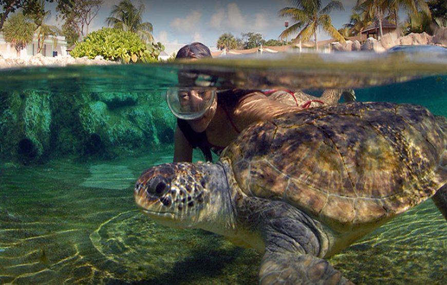 Full Grand Cayman Island Group Tour