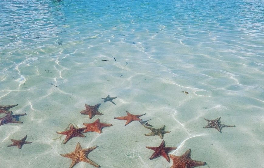 Starfish Point Excursion–A Hidden Gem of Grand Cayman