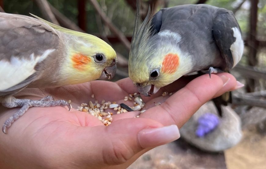 Cayman Parrot Sanctuary