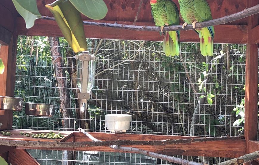 Cayman Parrot Sanctuary