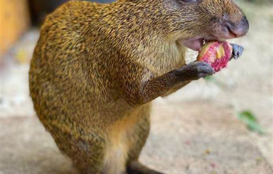 Cayman Parrot Sanctuary