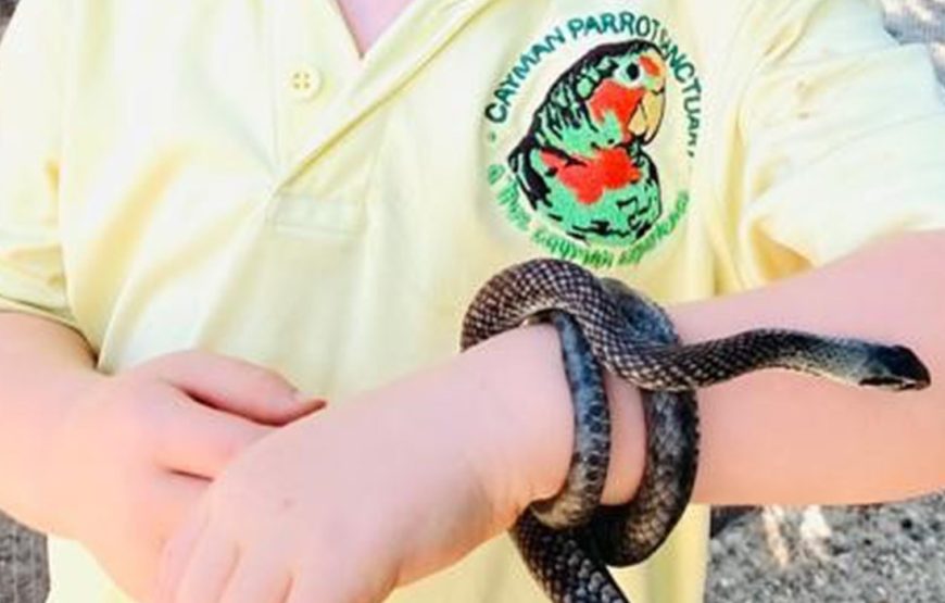 Cayman Parrot Sanctuary