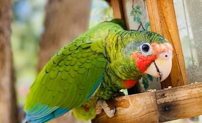 Cayman Parrot Sanctuary