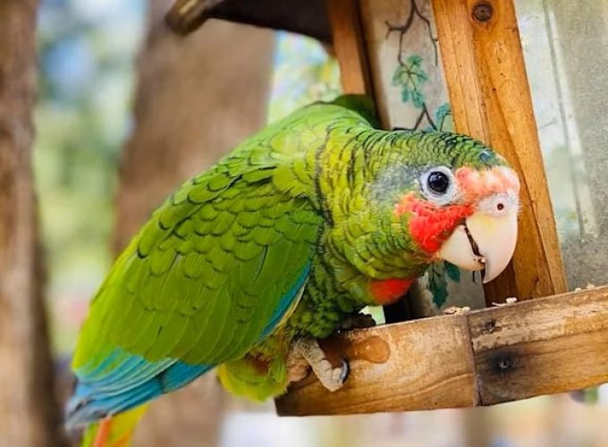 Cayman Parrot Sanctuary