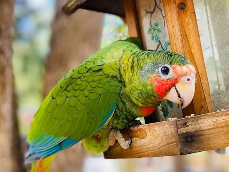 Cayman Parrot Sanctuary