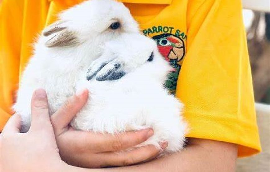 Cayman Parrot Sanctuary