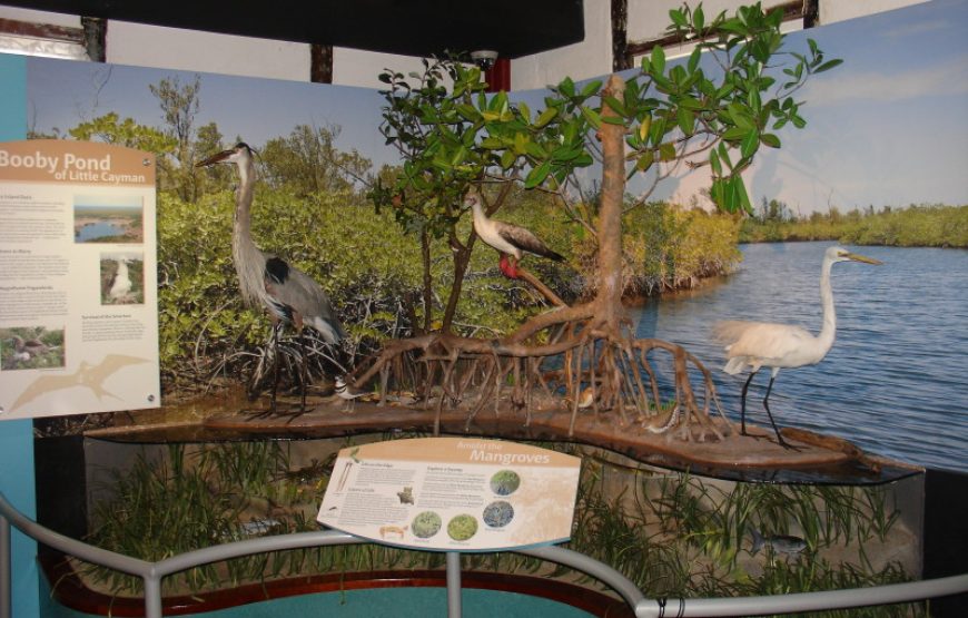 Full Island Tour of Grand Cayman