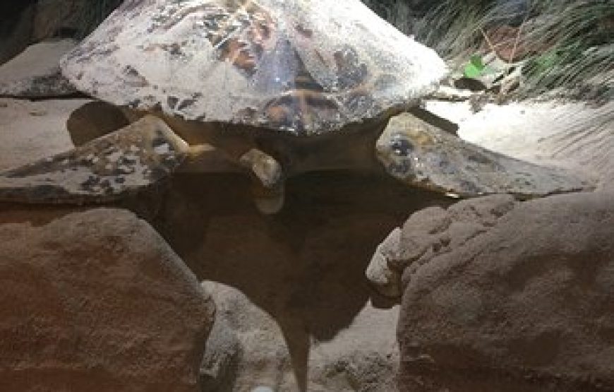 Full Island Tour of Grand Cayman