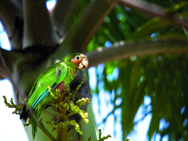 A true Caymanian experience.